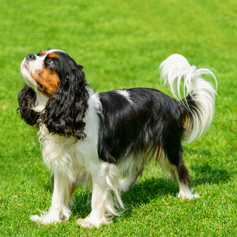 CAVALIER KING CHARLES SPANIEL