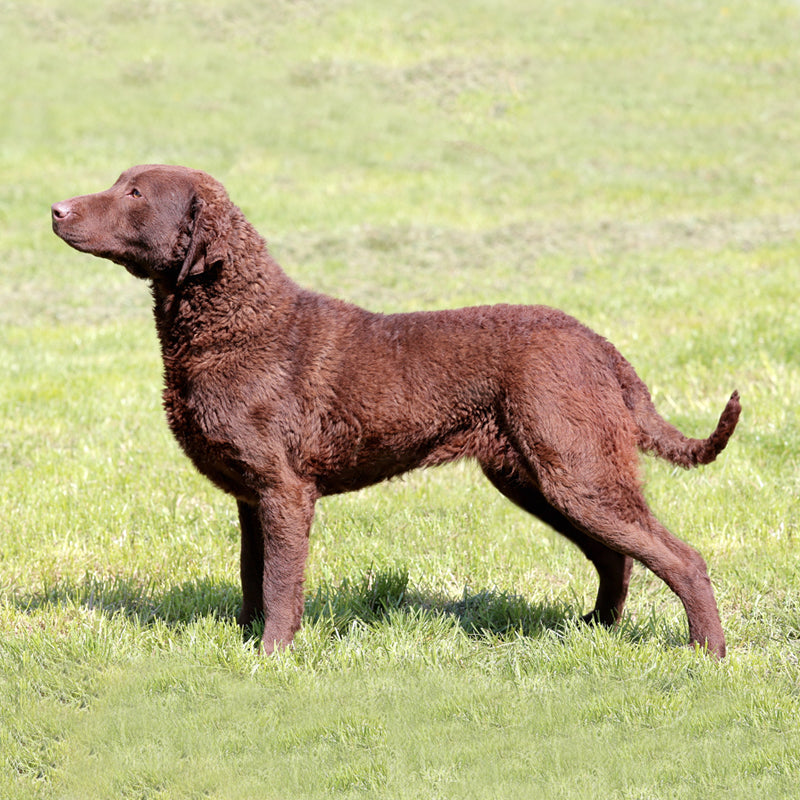 CHESAPEAKE BAY RETRIEVER