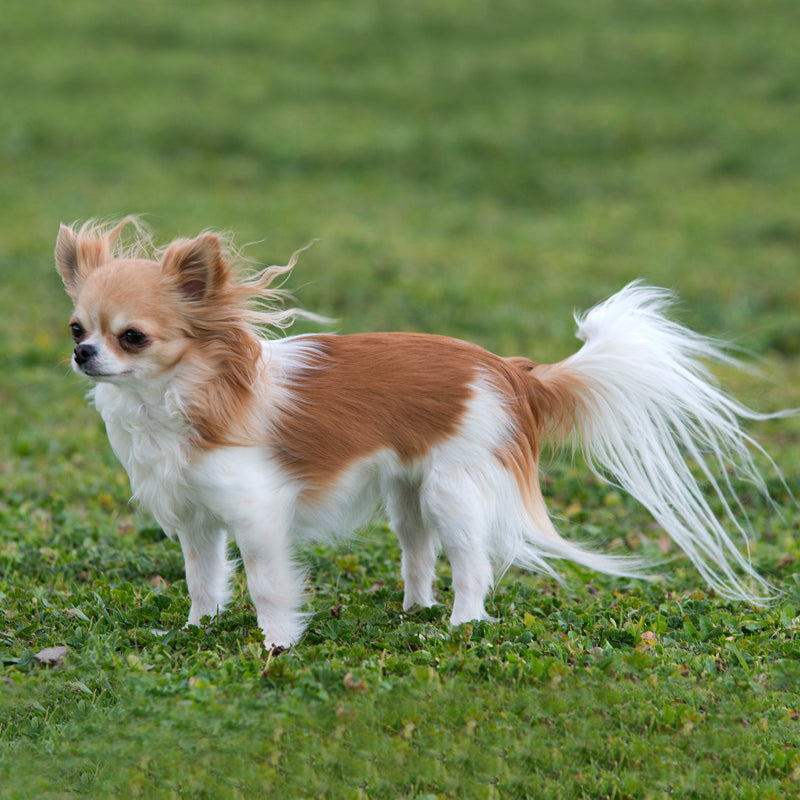 CHIHUAHUA (LONG COAT)