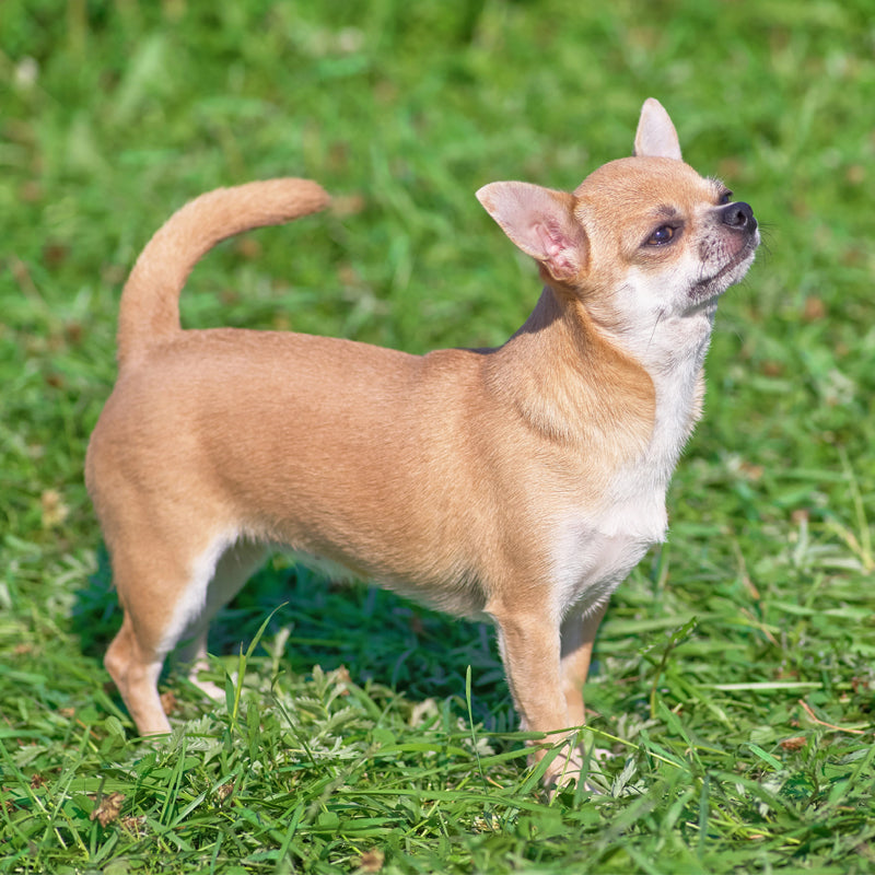 CHIHUAHUA (SMOOTH COAT)