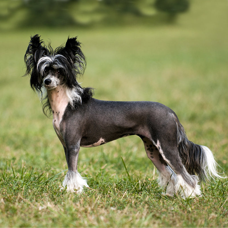 CHINESE CRESTED DOG
