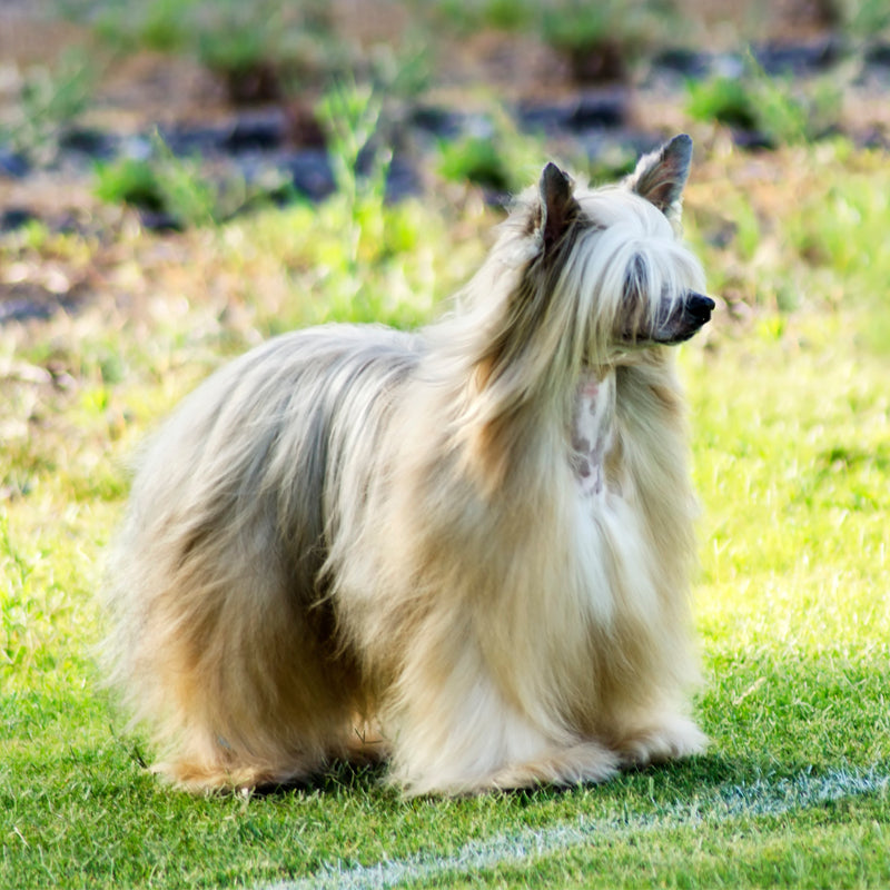 CHINESE CRESTED (POWDER PUFF)