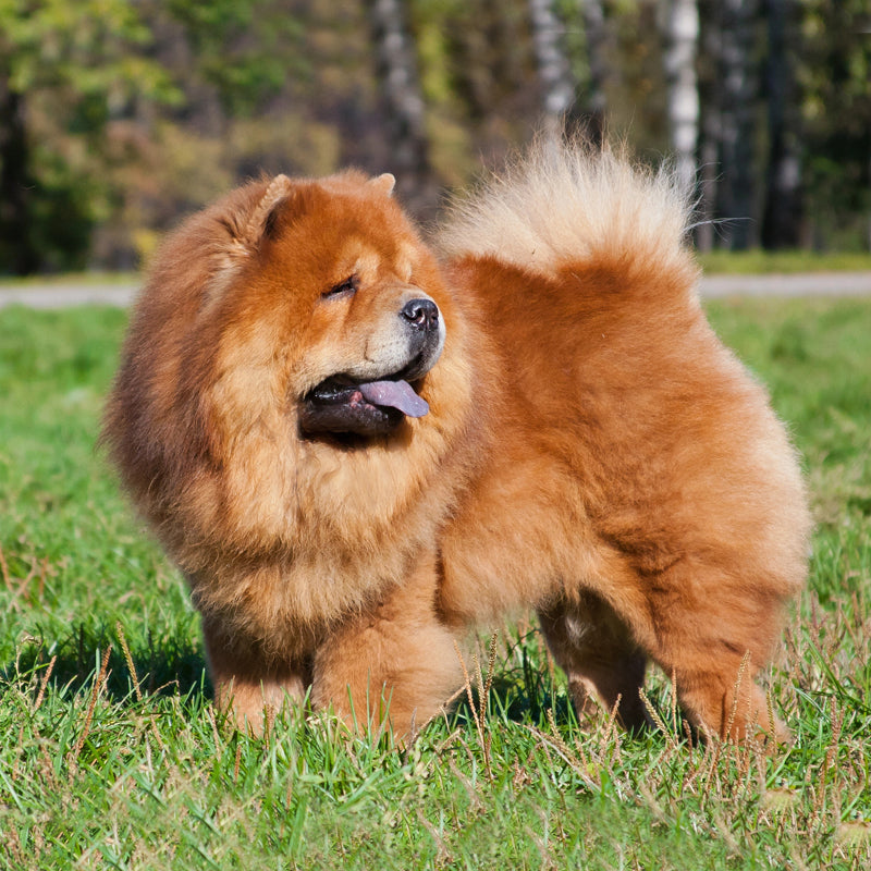 CHOW CHOW