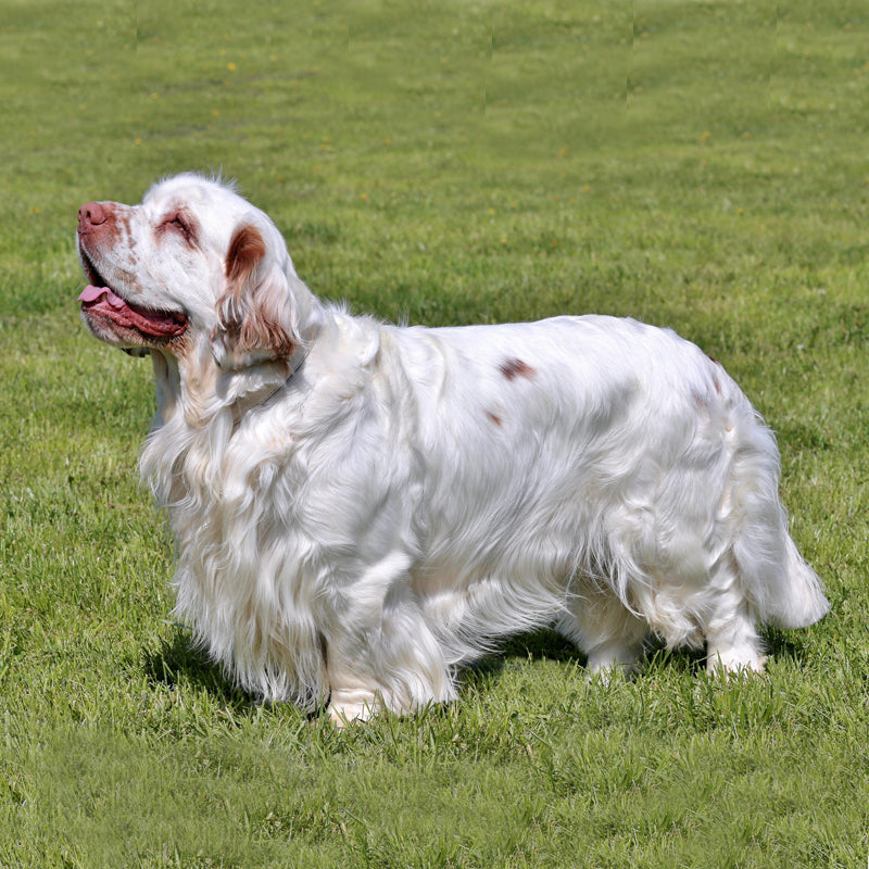 CLUMBER SPANIEL