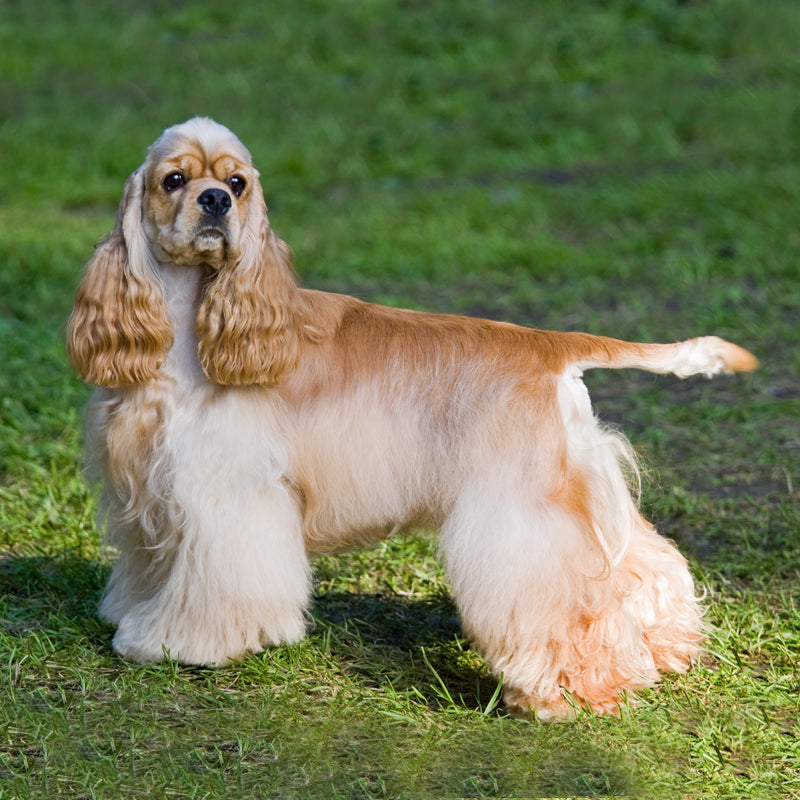 COCKER SPANIEL (AMERICAN)