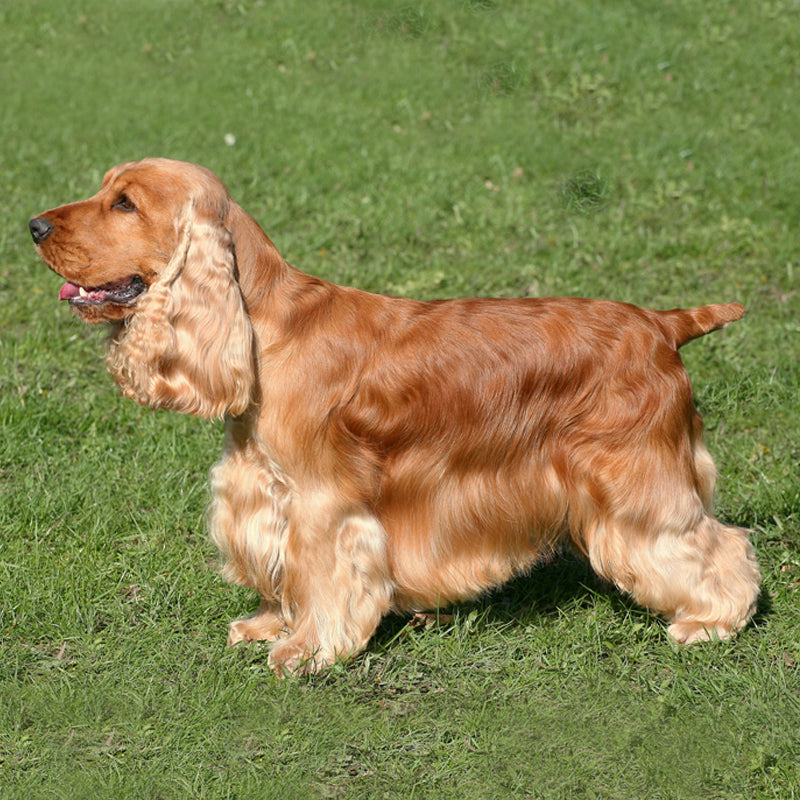 COCKER SPANIEL (ENGLISH)