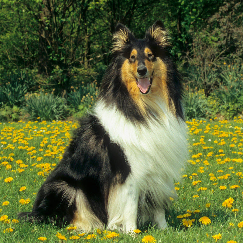 COLLIE ROUGH