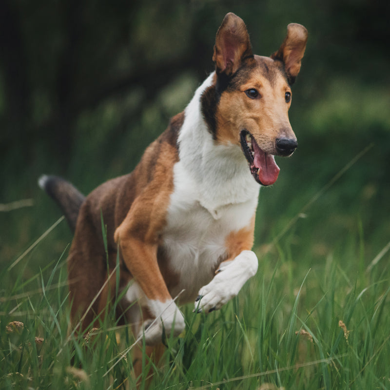 COLLIE SMOOTH