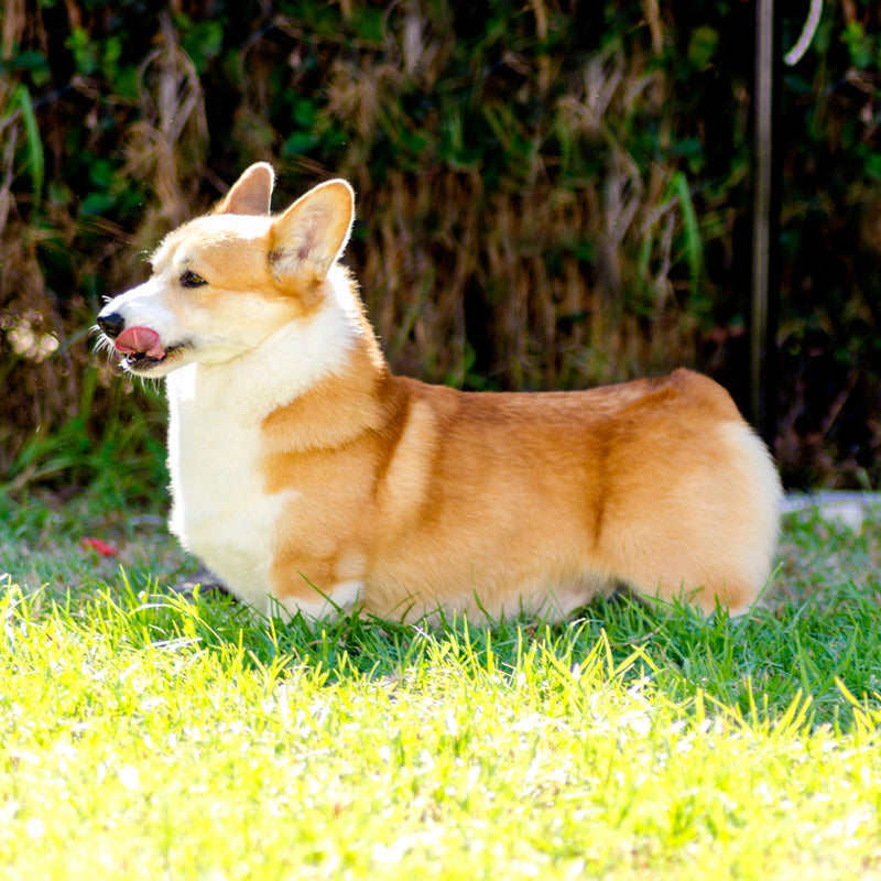 CORGI (CARDINAL & PEMBROKE)