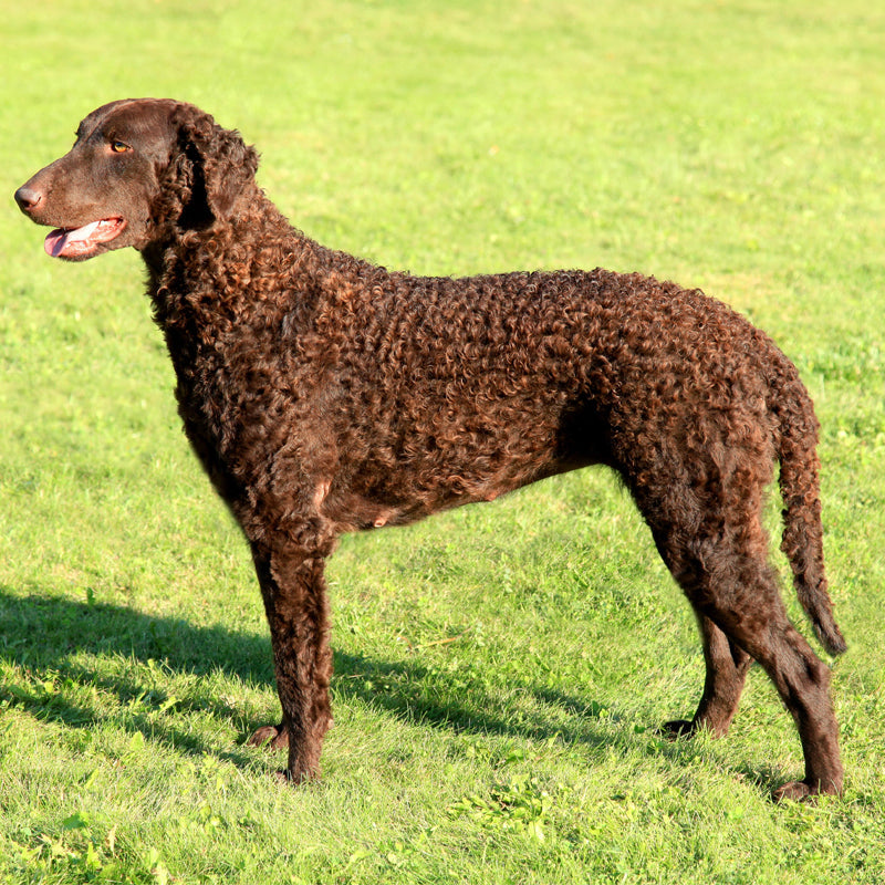 CURLY COAT RETRIEVER