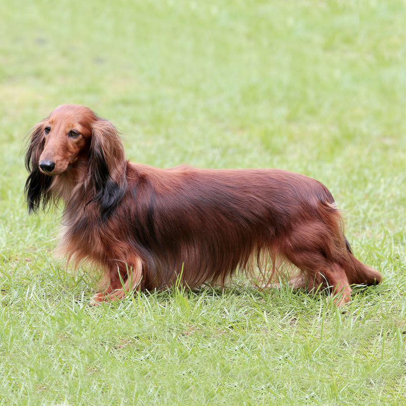 DACHSHUND (LONG HAIRED)