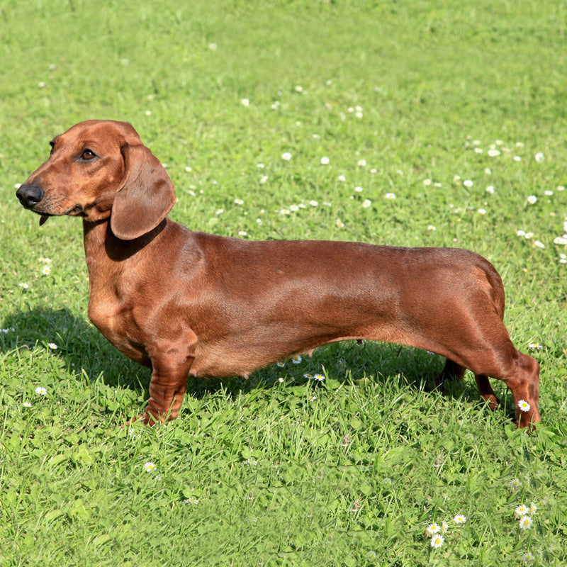 DACHSHUND (SMOOTH HAIRED)