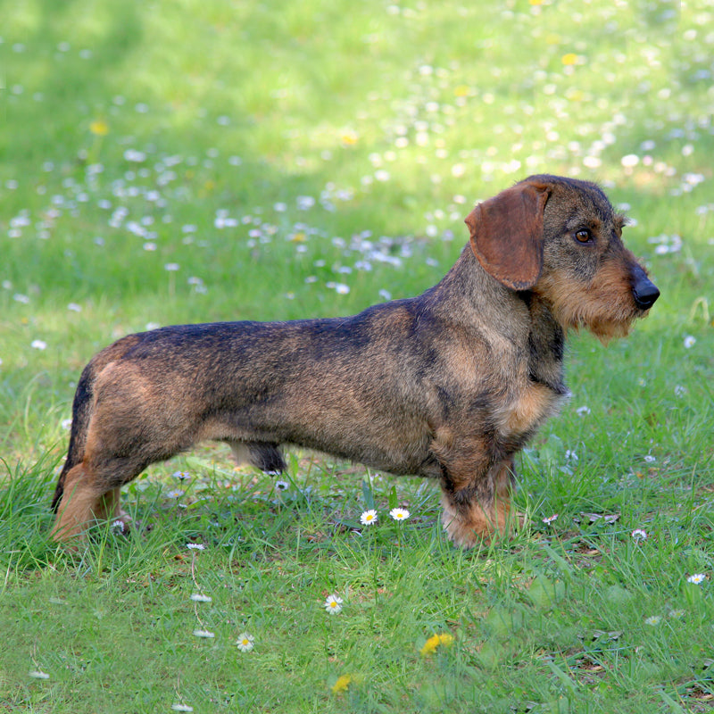 DACHSHUND (WIRE HAIRED)