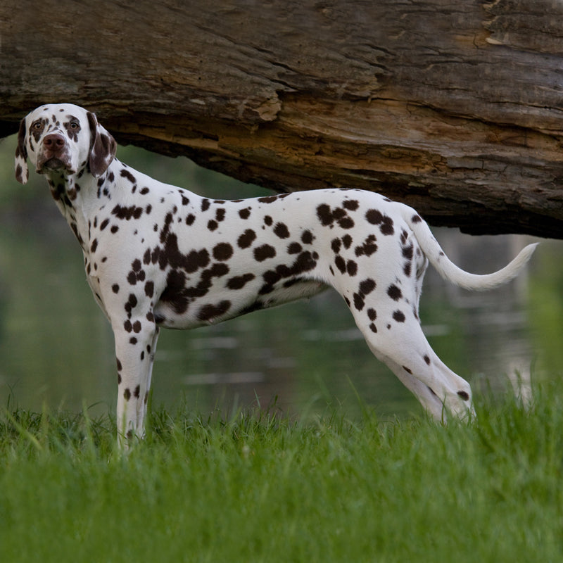 DALMATION