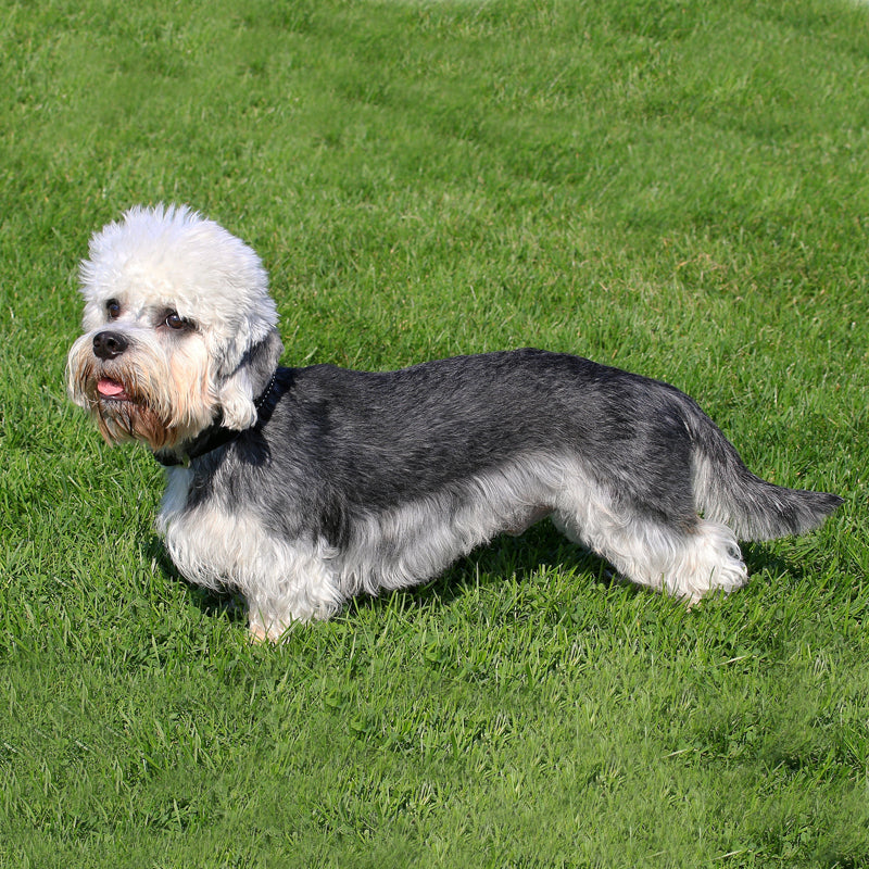 DANDIE DINMONT TERRIER