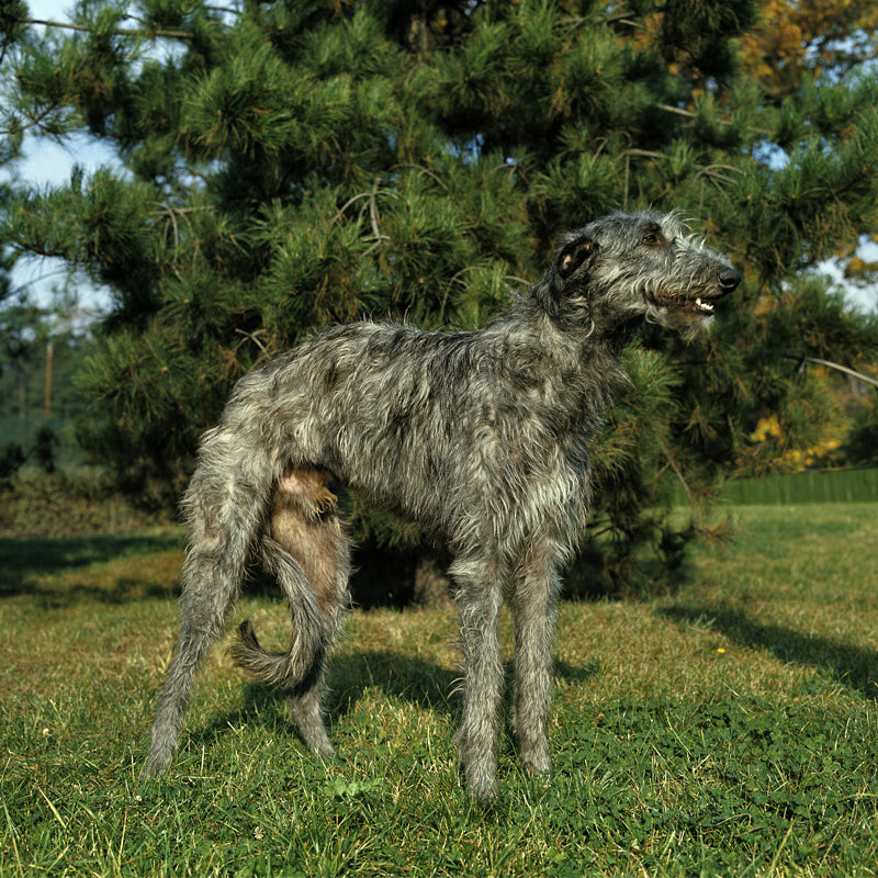DEERHOUND