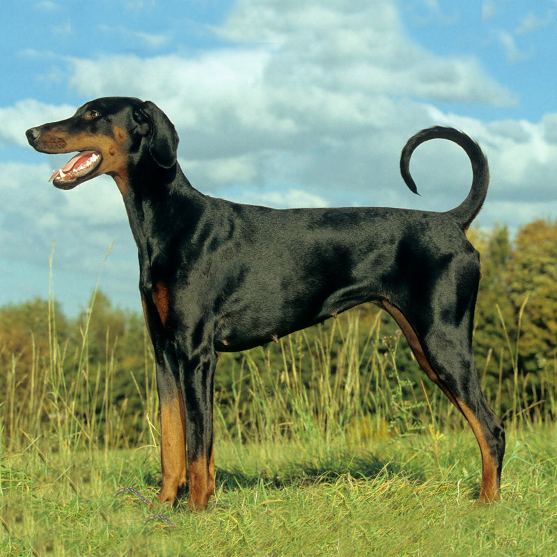 DOBERMAN