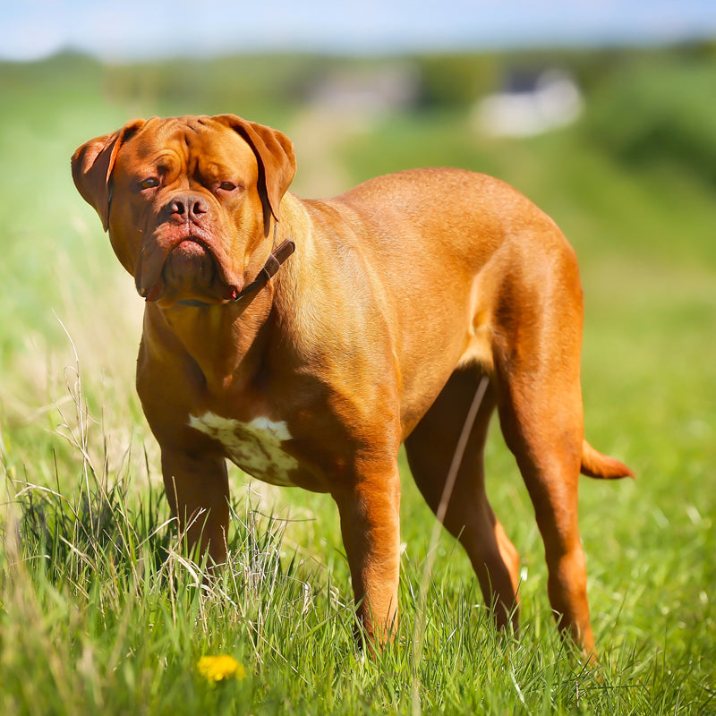 DOGUE DE BORDEAUX