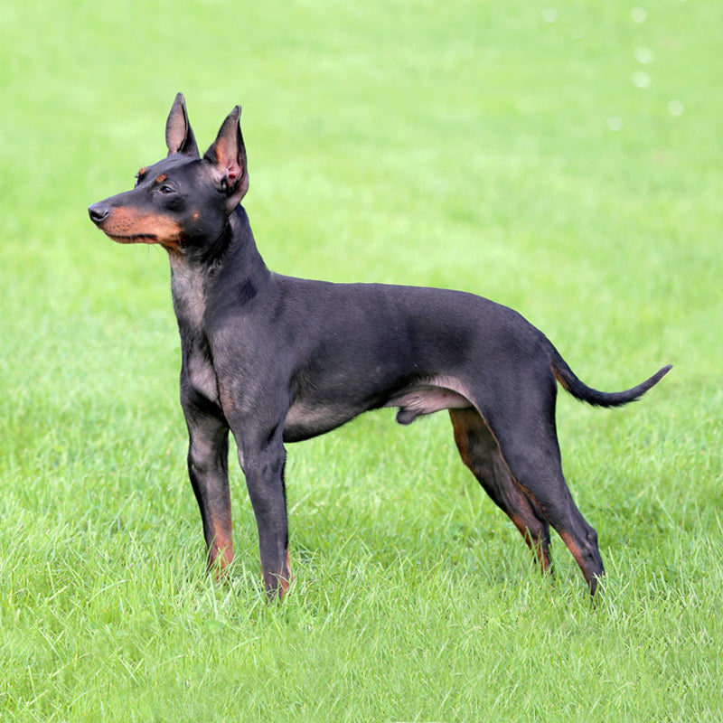ENGLISH TOY TERRIER
