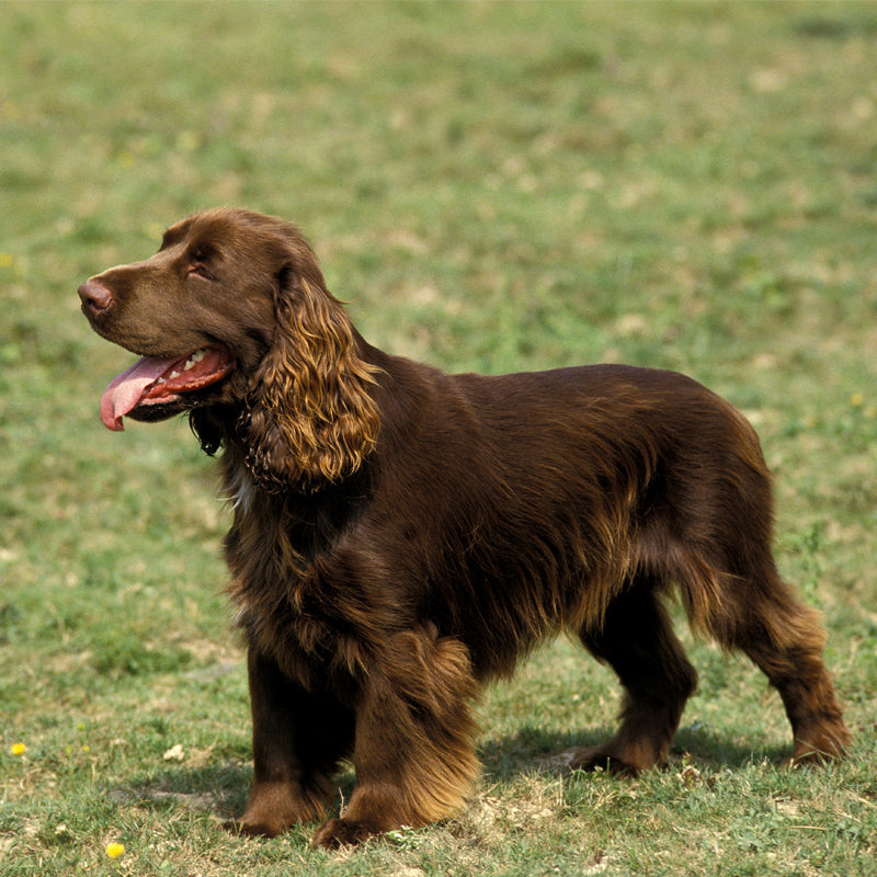 FIELD SPANIEL