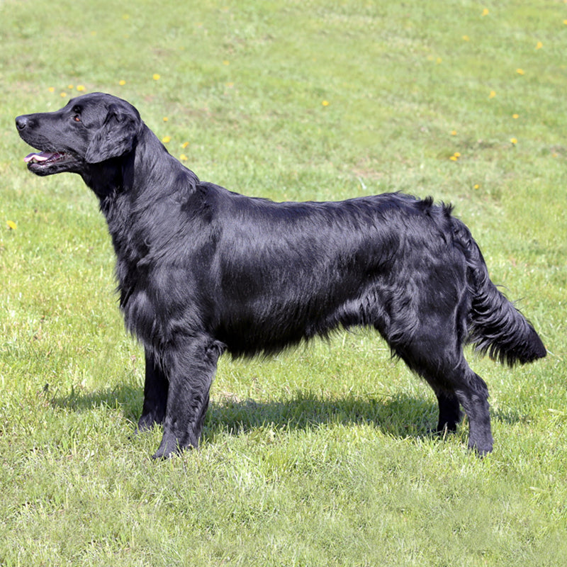 FLAT COATED RETRIEVER