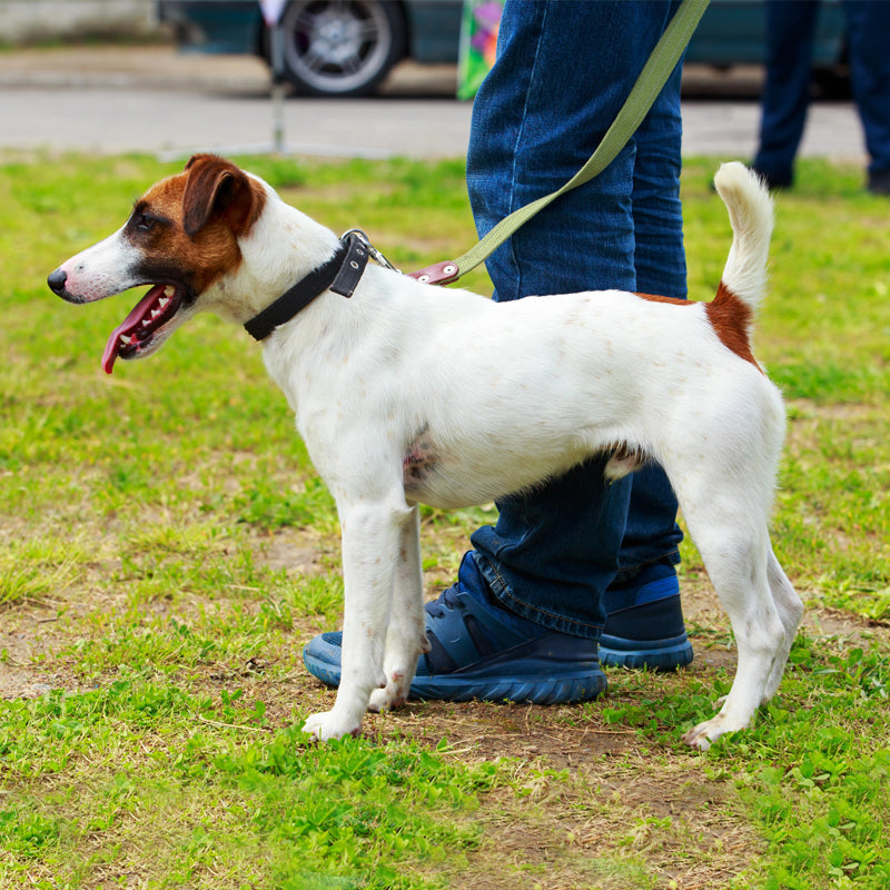 FOX TERRIER (SMOOTH)