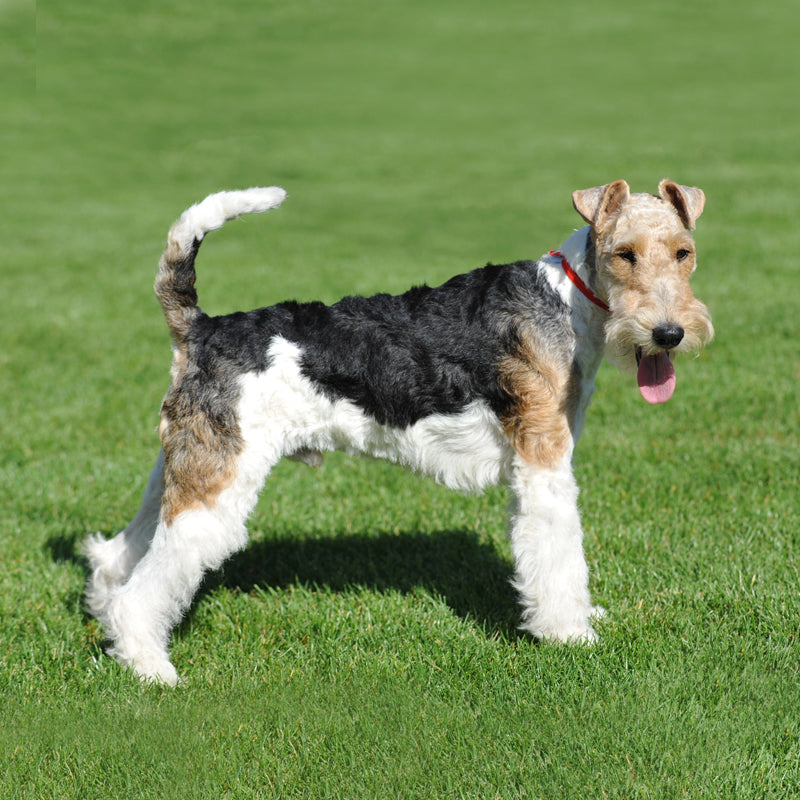 FOX TERRIER (WIRE)