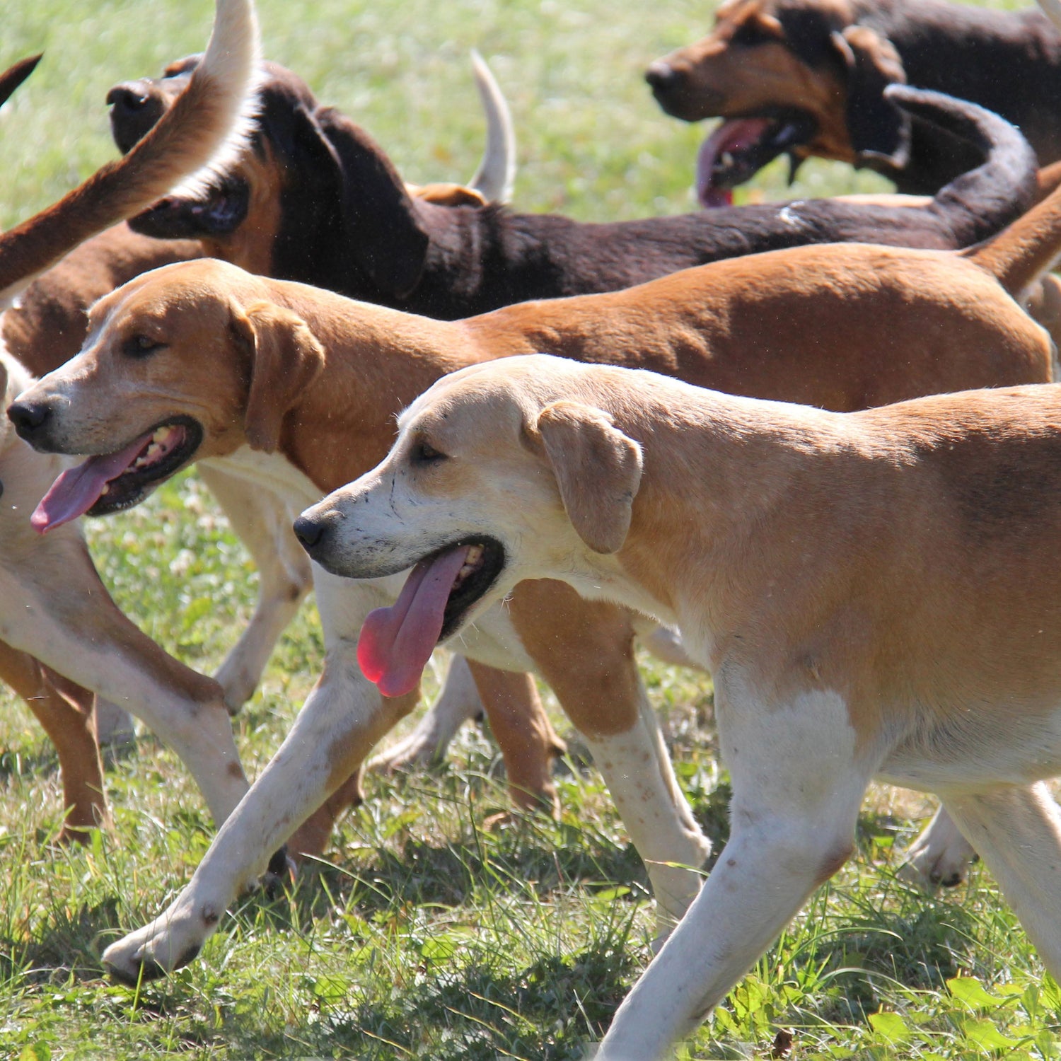 FOXHOUND