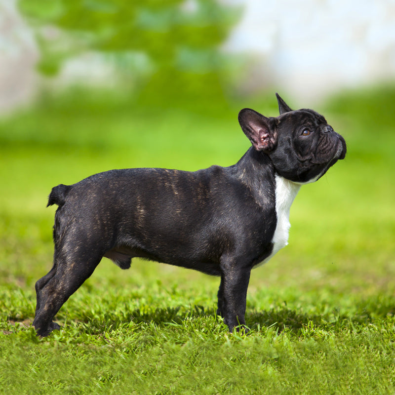 FRENCH BULLDOG