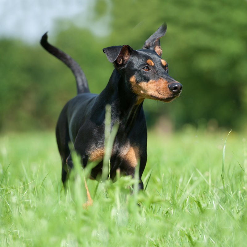 GERMAN PINSCHER