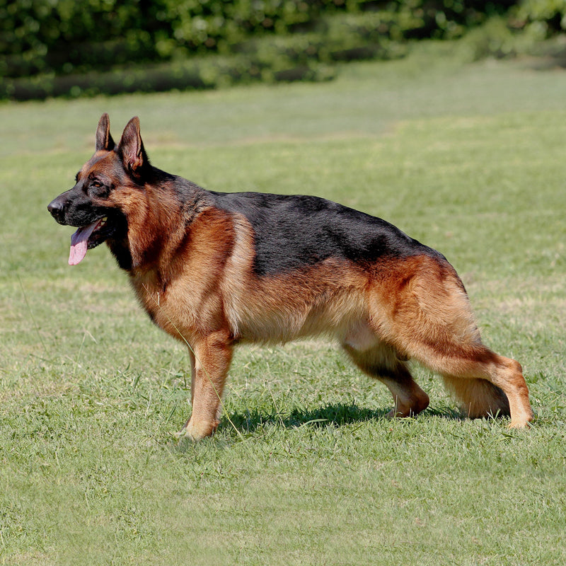 GERMAN SHEPHERD