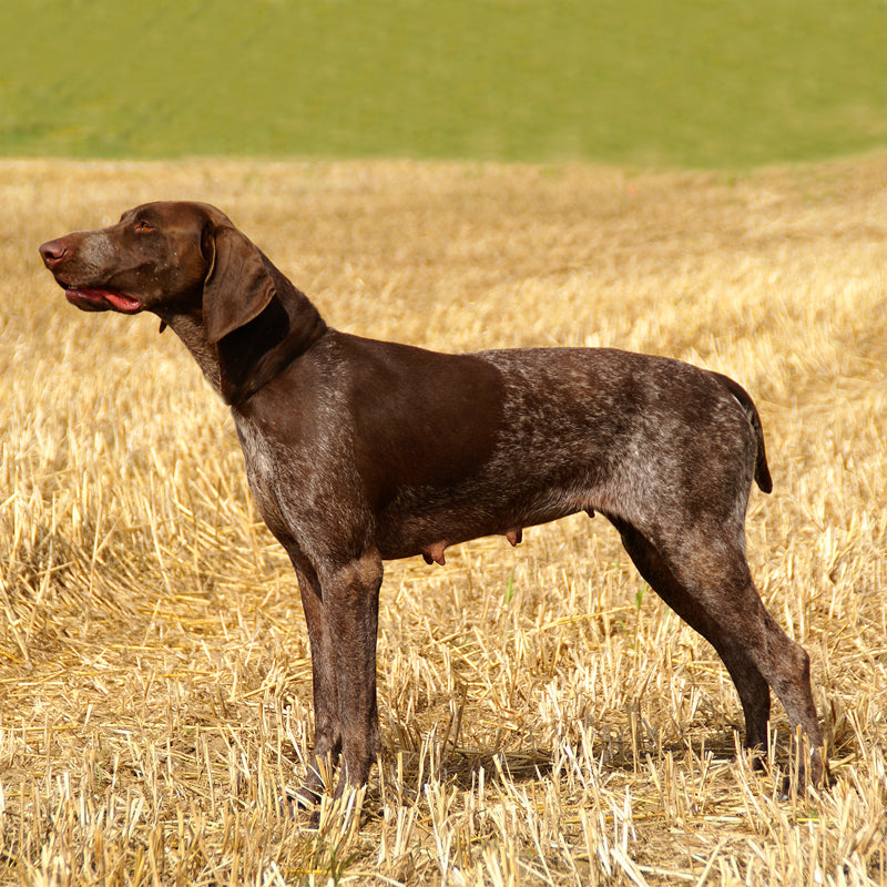 GERMAN SHORTHAIRED POINTER