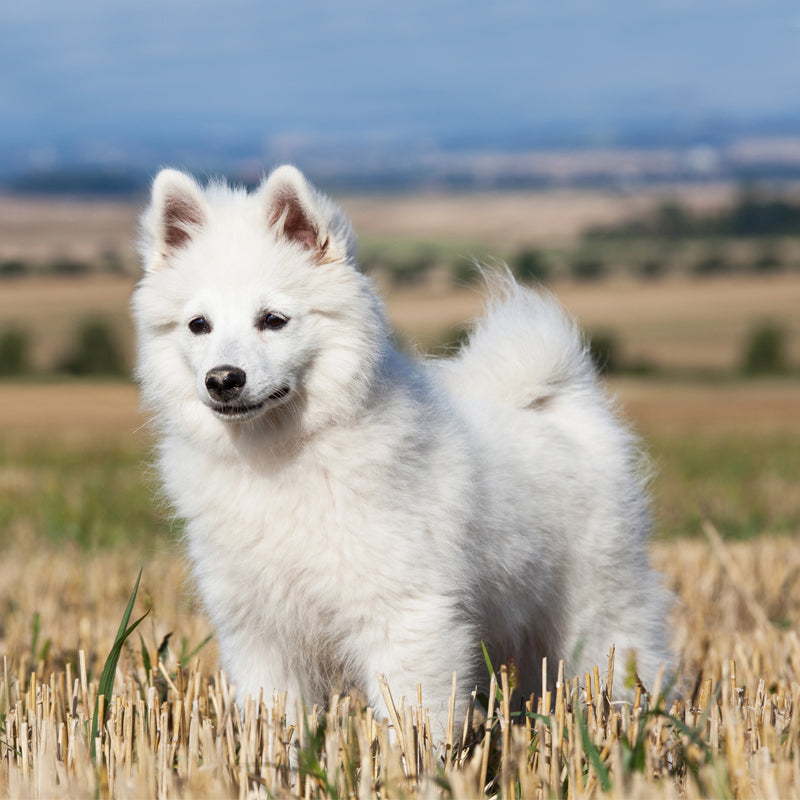 GERMAN SPITZ