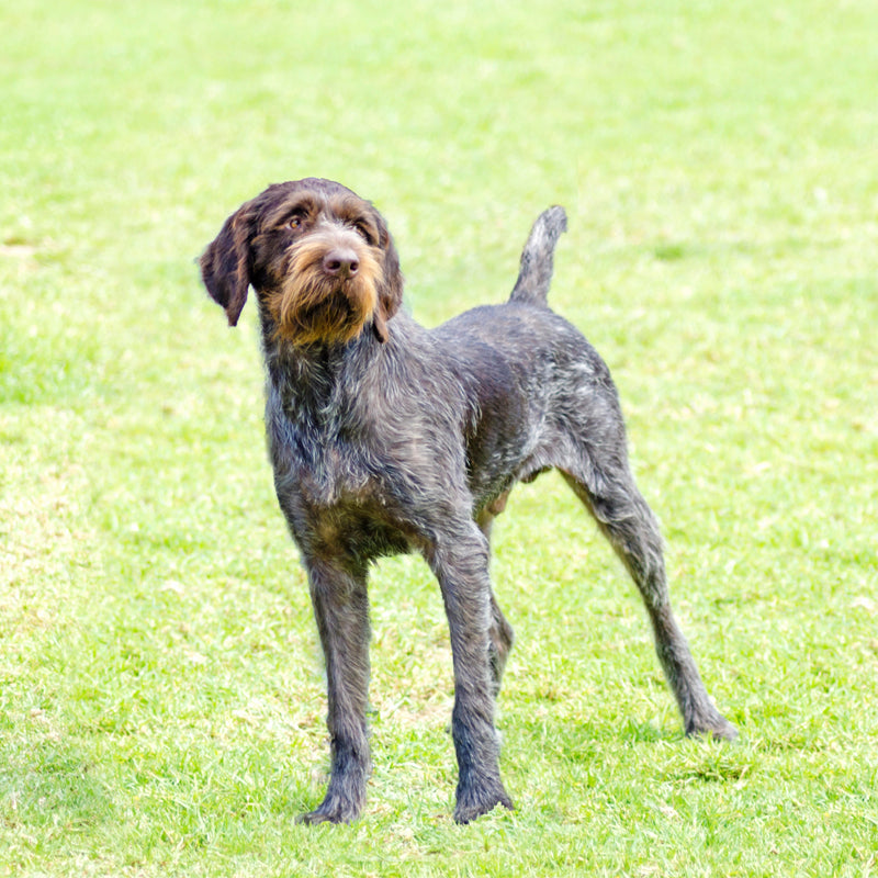 GERMAN WIREHAIRED POINTER