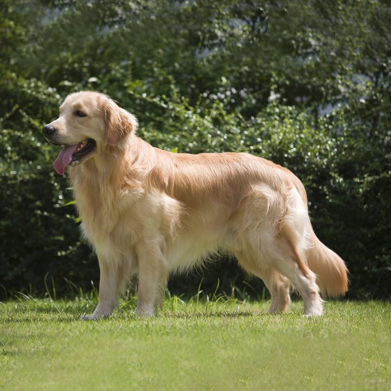 GOLDEN RETRIEVER