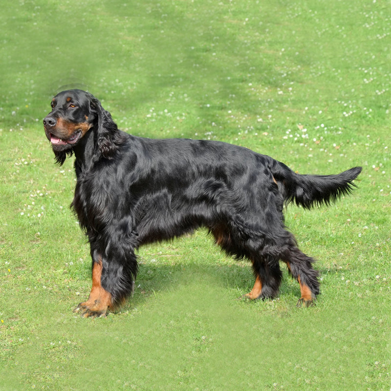GORDON SETTER