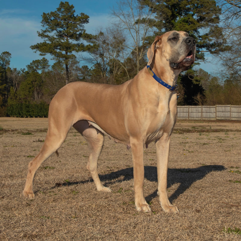 GREAT DANE