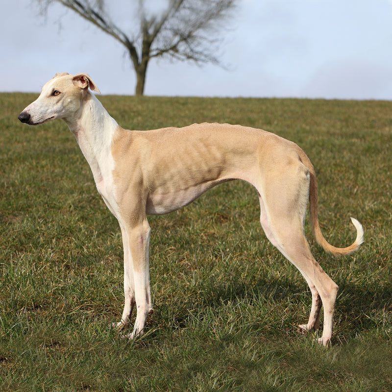 GREYHOUND
