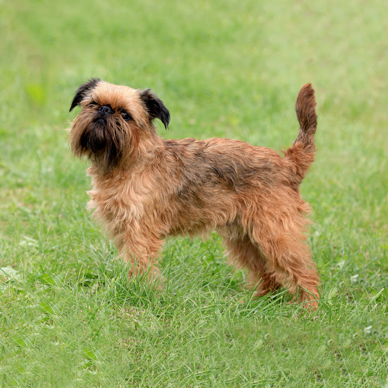 GRIFFON BRUXELLIOUS