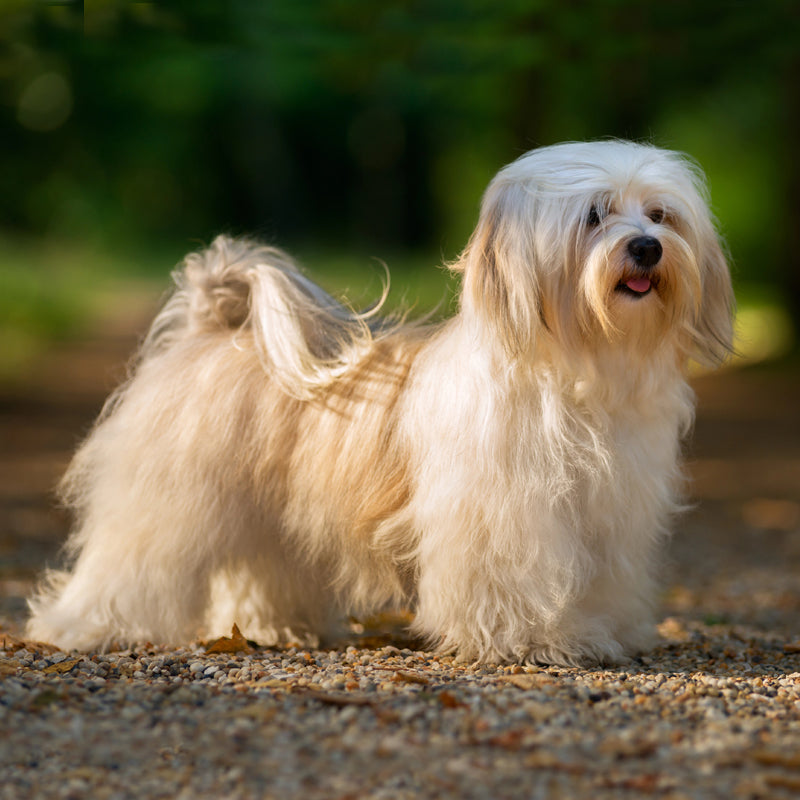 HAVANESE