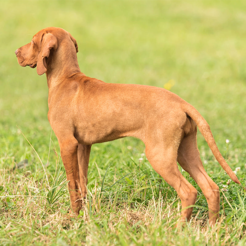 HUNGARIAN VIZSLA