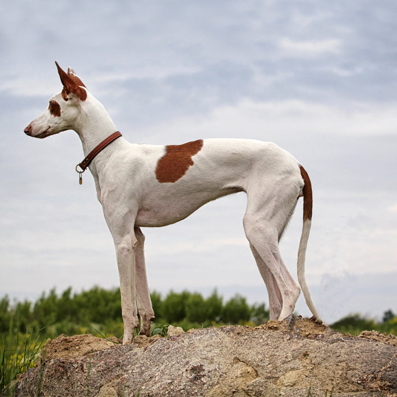 IBIZIAN HOUND