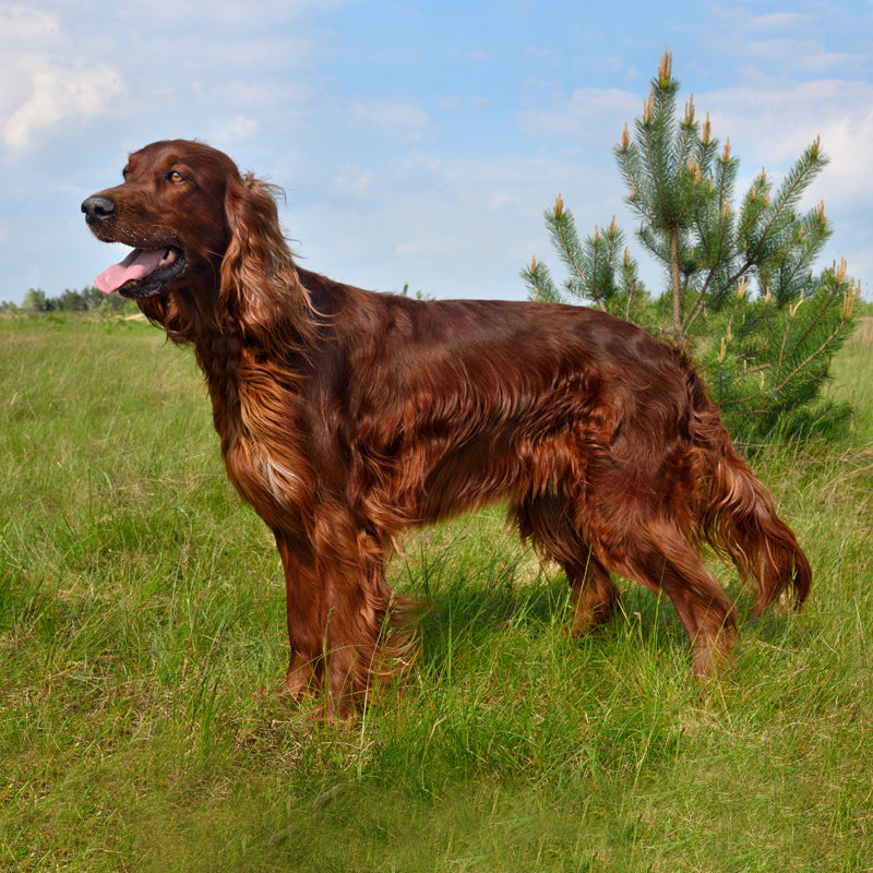 IRISH SETTER