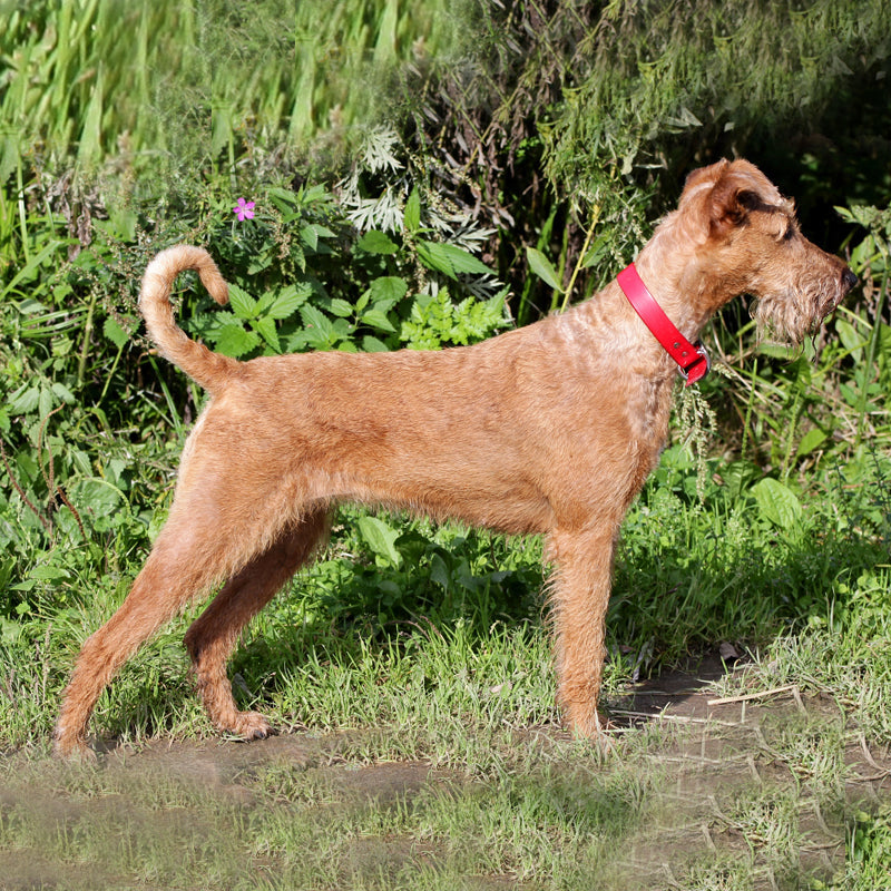 IRISH TERRIER