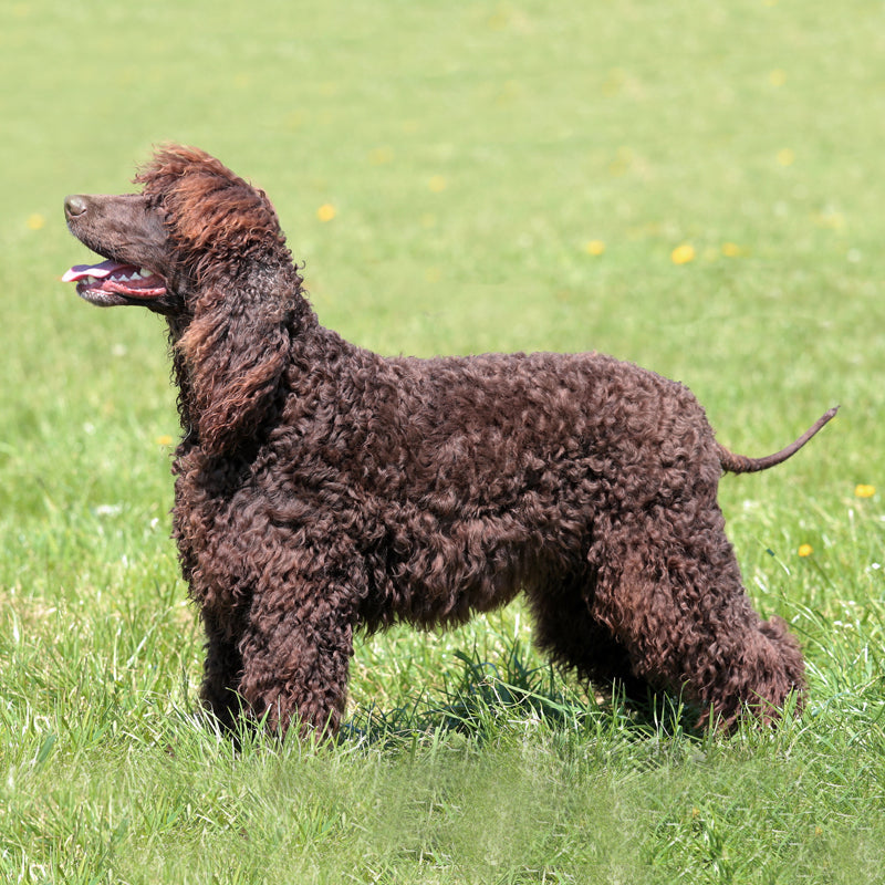 IRISH WATER SPANIEL
