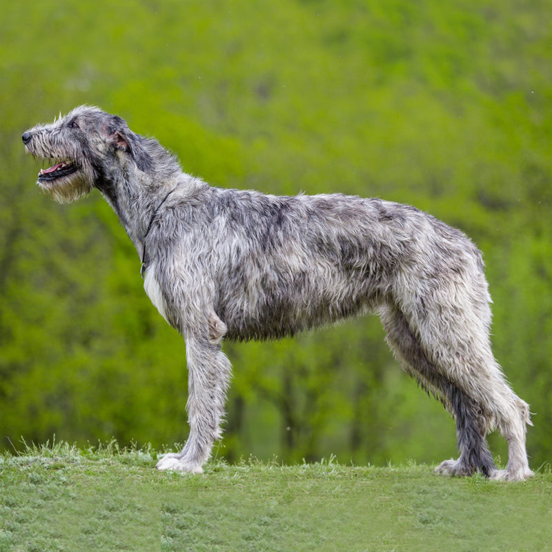 IRISH WOLFHOUND