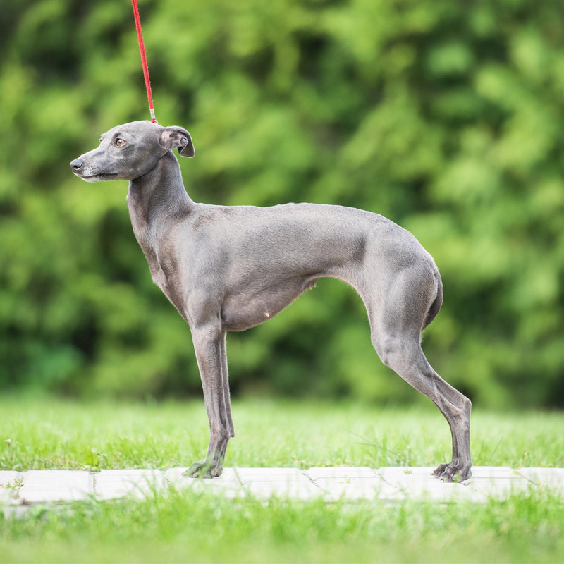 ITALIAN GREYHOUND