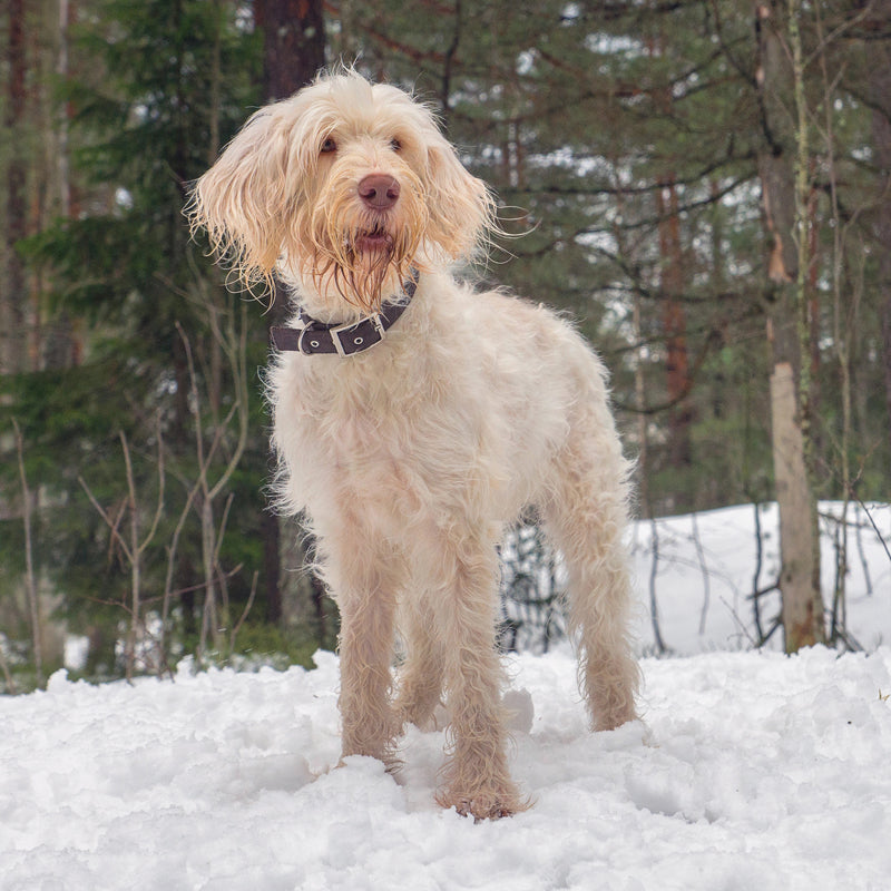 ITALIAN SPINONE