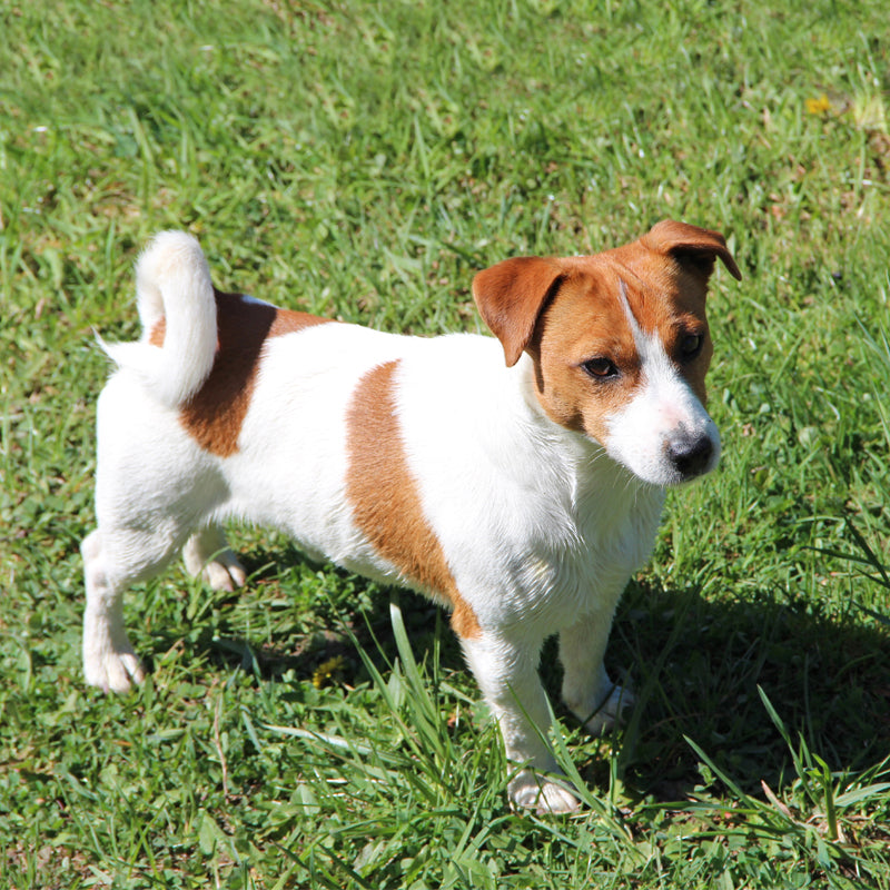 JACK RUSSELL TERRIER (SMOOTH COAT)