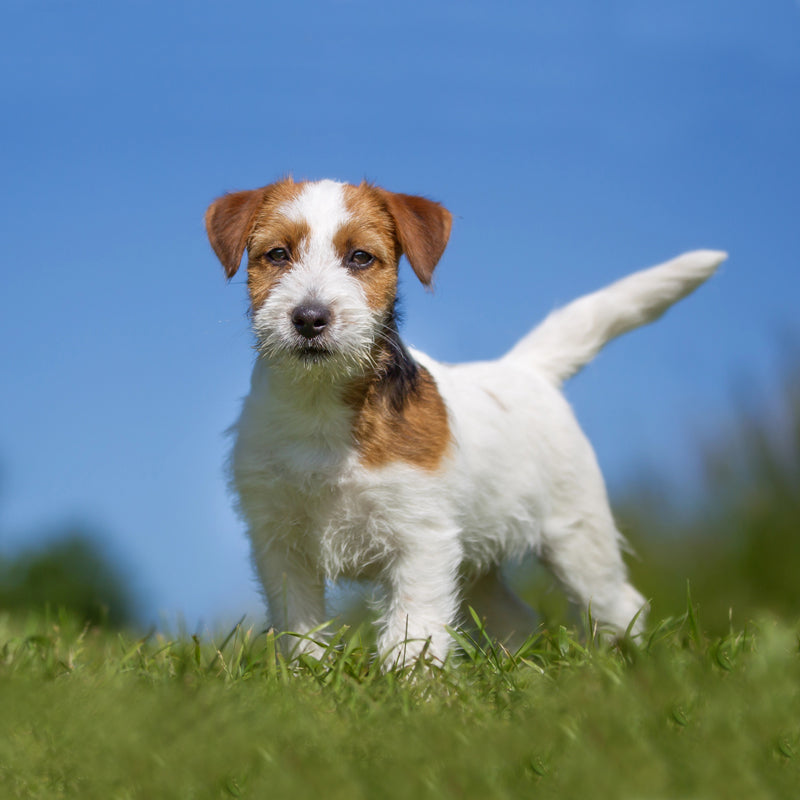 JACK RUSSELL TERRIER (BROKEN COAT)